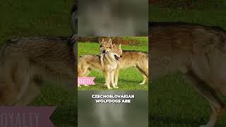 Meet the Czechoslovakian Wolfdog  Loyal and Versatile Dog breed [upl. by Arreip]