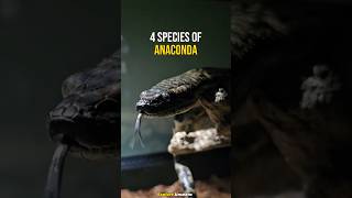 The Four Species Of Anaconda snake anaconda shorts [upl. by Htinnek]