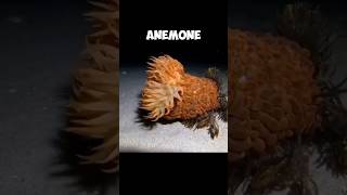 The Wandering Sea Anemone  A Very Unusual Creature 😧 [upl. by Rawley]