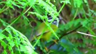 endemic Santa Marta warbler Myiothlypis basilicus Sierra Nevada de santa marta Bogota birding [upl. by Joshua]