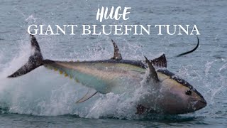 UNBELIEVABLE Giant Bluefin TUNA chasing Garfish in South Devon [upl. by Allcot211]