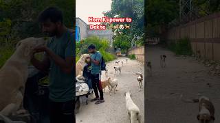 Horn Ki power toDekho 🎺🎺🐶🐕love [upl. by Lletnahs]