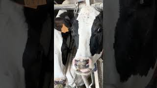 The ingestion of mycotoxins by dairy cattle can have several negative consequences for their health [upl. by Nannette75]