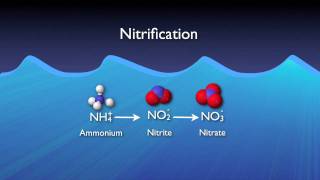 Nitrogen Removal Basics [upl. by Enerod]