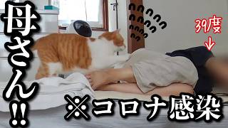 【高熱で倒れた母】猫の驚くべき行動とは‥ [upl. by Dorcy886]