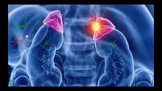 IM Endocrine 19 Adrenal gland Adrenal incidentaloma [upl. by Alih]