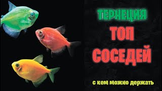 ТЕРНЕЦИЯ  GLOFISH  топ лучших соседей для содержания вместе аквариумистика [upl. by Rod285]