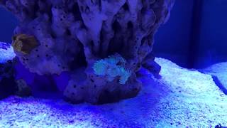 Gyre xf250 on 120 gallon reef tank [upl. by Aramo779]