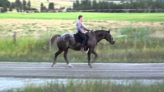 Gaited Appaloosa aka Indian Shuffler w slomo The gait is called a quotShufflequot [upl. by Gilford]