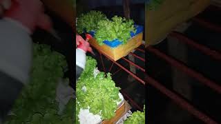 checkout my Hydroponically grown lettuce hydroponics kratkymethod lettuce thanksforwatching [upl. by Tatiania]