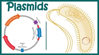 Plasmids  Cloning vectors Plasmids  Why do we use plasmids in RDT  features of a plasmid [upl. by Blau]