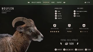 🇳🇴 mouflon sheep with 3006 Springfield 180 polymer tipped hollow point bullets [upl. by Enirehtac613]