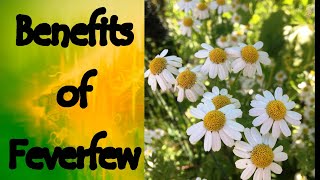 The Benefits of Feverfew Tanacetum Parthenium [upl. by Armyn916]