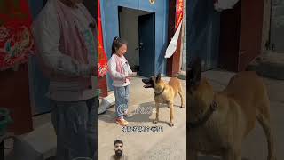 कुत्ते ने बहुत अच्छी एक्टिंग की Amazing Acting For Dogs viralshorts [upl. by Gustavus616]