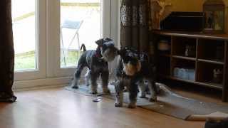 Mini Schnauzers barking HIGH PITCHED [upl. by Reyem5]