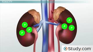 Phosphorus Deficiency amp Toxicity Symptoms [upl. by Ettevahs25]