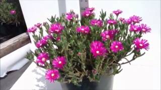 Best Flowering Perennials  Delosperma cooperi  Ice plant [upl. by Eenitsed]