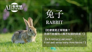 【Rabbit  Is it normal to eat poop It can also sense many more flavors？】AI852 SeeTheWorld  Biology [upl. by Yraunaj889]