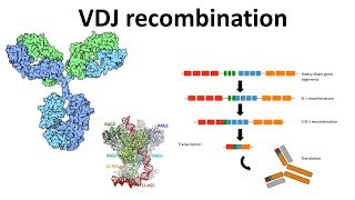 VDJ recombination overview  Generation of antibody diversity  Antibody diversity mechanism  VDJ [upl. by Genet747]