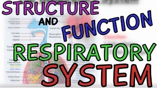 Biology Help Structure and Function of The Respiratory System [upl. by Mikkanen]