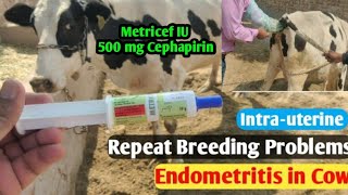 Metricef IU  Repeat Breeding  subacute chronic endometritis in cows over 14 days postpartum [upl. by Windzer]