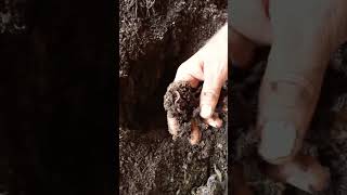 भारतीय किसानkechuayoutube shorts varmi compost khadviral [upl. by Lak]