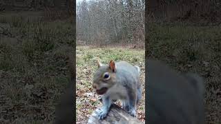 Gray Squirrel Finds an Acorn Runs to the Camera to Show Us [upl. by Llejk]