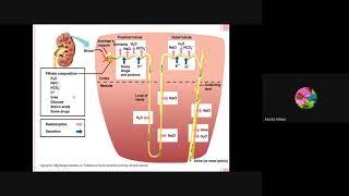 Selective Reabsorption and tubular secretion in nephron [upl. by Enilarac]