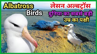 Albatross Ke bare mein jankari Characteristics and interesting facts About Albatross in Hindi [upl. by Shelah862]