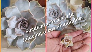 Suculenta Echeveria Lilacina Com dicas de Cultivo e crescimento [upl. by Acinnad]