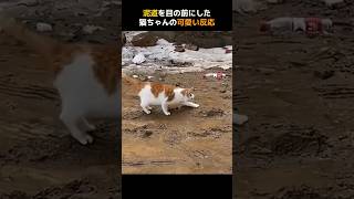 泥道を目の前にした猫ちゃんの可愛い反応 [upl. by Lasley]