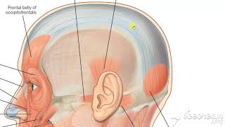 Epicranial aponeurosis [upl. by Wilkins55]