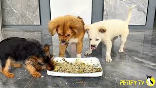 Funny Puppies Food Review 2024 🐶🍲 Petify TV Dogs Series 21 🐶 Puppies Eating Homemade Healthy Food [upl. by Laurence923]