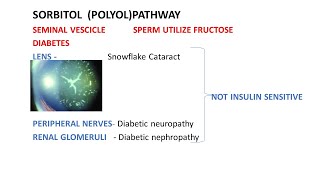 sorbitol pathway polyol pathway and diabetes [upl. by Gnok729]