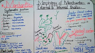 Marchantia  life cycle of Marchantia Reproduction in marchantia Marchantia thallus [upl. by Wynne]