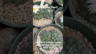 Plant of the Day Coryphantha 🤩 [upl. by Esmaria]