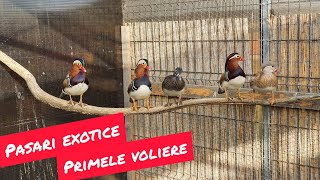 Voliere cu pasari exotice Exotic birds aviary [upl. by Lalita]