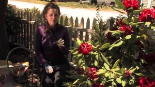 How Do I Fertilize Rhododendrons  More Gardening Advice [upl. by Beaufort]