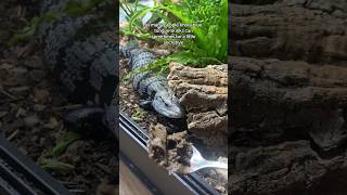 My Blue Tongue Skink Goes Wild For This [upl. by Agretha]