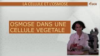 TP La cellule et losmose [upl. by Russom]