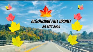 Algonquin 2024 fall colours update 28 september  algonquin highway 60 fall colours travel vlog [upl. by Gwynne]