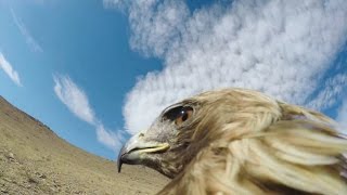 GoPro Hunting a Fox From an Eagles POV [upl. by Cailean900]