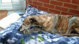 Greyhound shelling peas [upl. by Gilford]