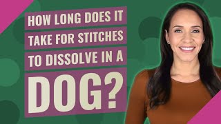 How long does it take for stitches to dissolve in a dog [upl. by Rehpotsrhc]