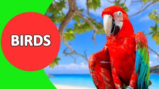 Birds for Kids  Birds Vocabulary for Children to Learn about Birds  English Vocabulary  Part 2 [upl. by Lacagnia]