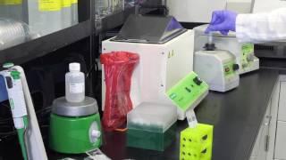 Legionella Aquadien Standard DNA Extraction Protocol [upl. by Meriel]