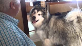 Avalanche Malamute excited to go to Grandmas [upl. by Hittel]