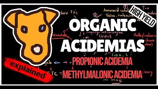 Organic acidemias Mechanism of Methylmalonic and Propionic acidemias for Step 1 [upl. by Aelat]