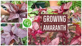 Grow Your Own Superfood The Ultimate Guide to Red Amaranth Amaranthus [upl. by Lenka]