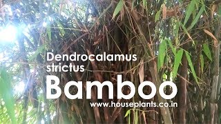 Dendrocalamus strictus  डेंड्रोकैलामस स्ट्रिक्टस  Bamboo  बॉस  Call or WhatsApp 91 8687369040 [upl. by Roosnam]